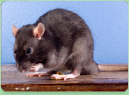 rat control Bishops Stortford