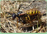 wasp control Bishops Stortford