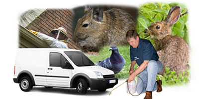 Bishops Stortford local van